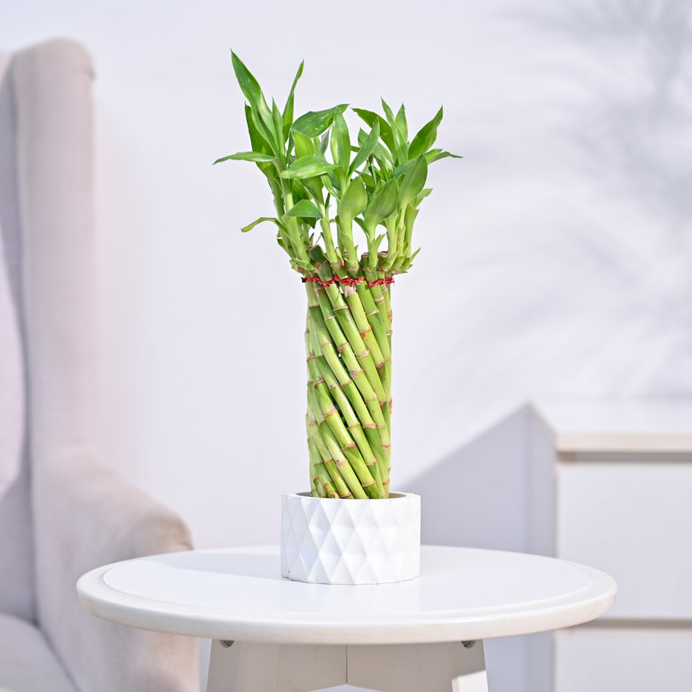 Lucky Wheel Bamboo Plant | Live Plant