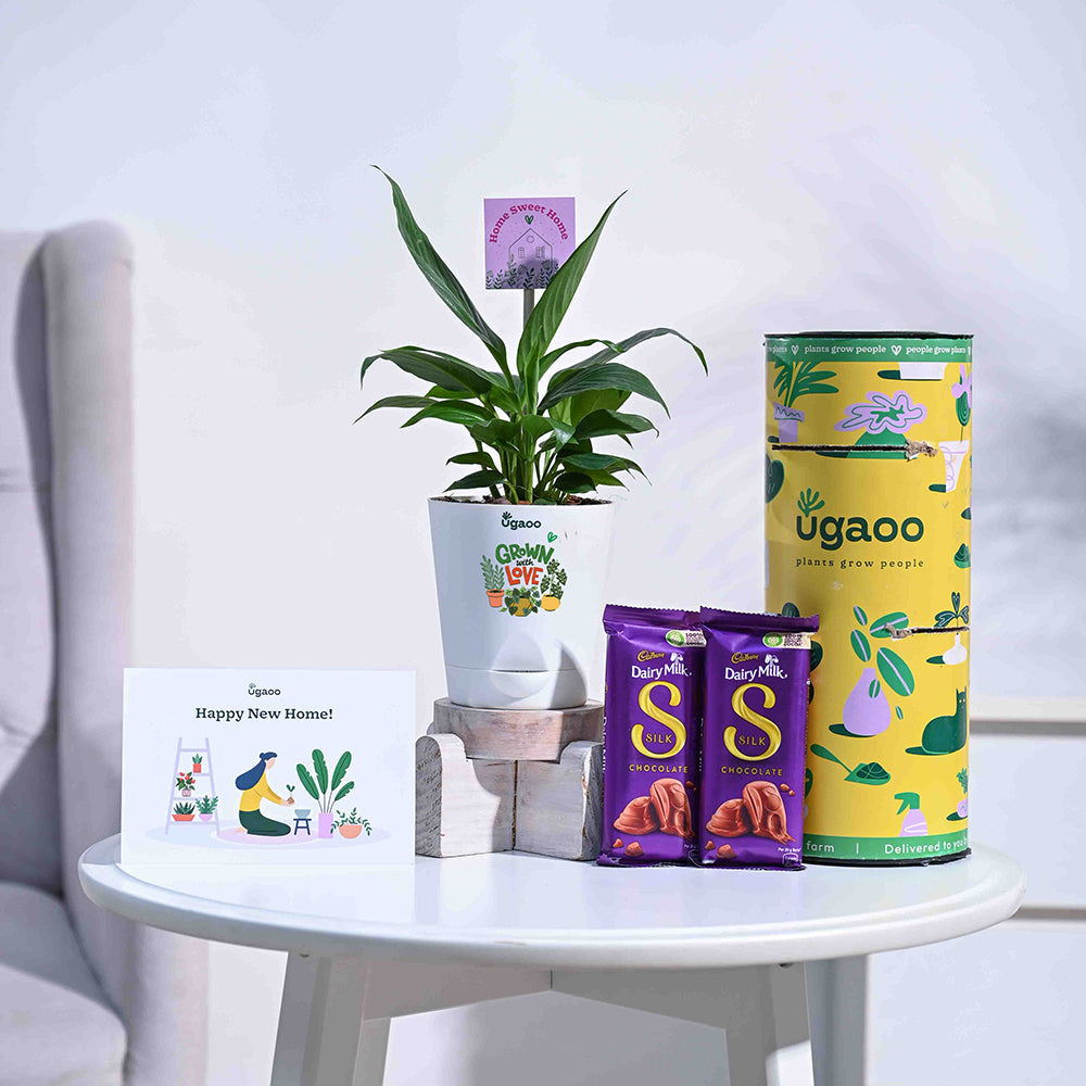 peace lily housewarming 1_9ccb08d6-b3d5-484c-8b9e-32adc1e7bec5.jpg?v=1729259305