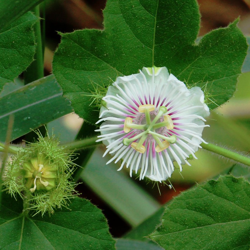 krishna kamal flower seeds 5c79913285c66_59305b.jpg?v=1747478837