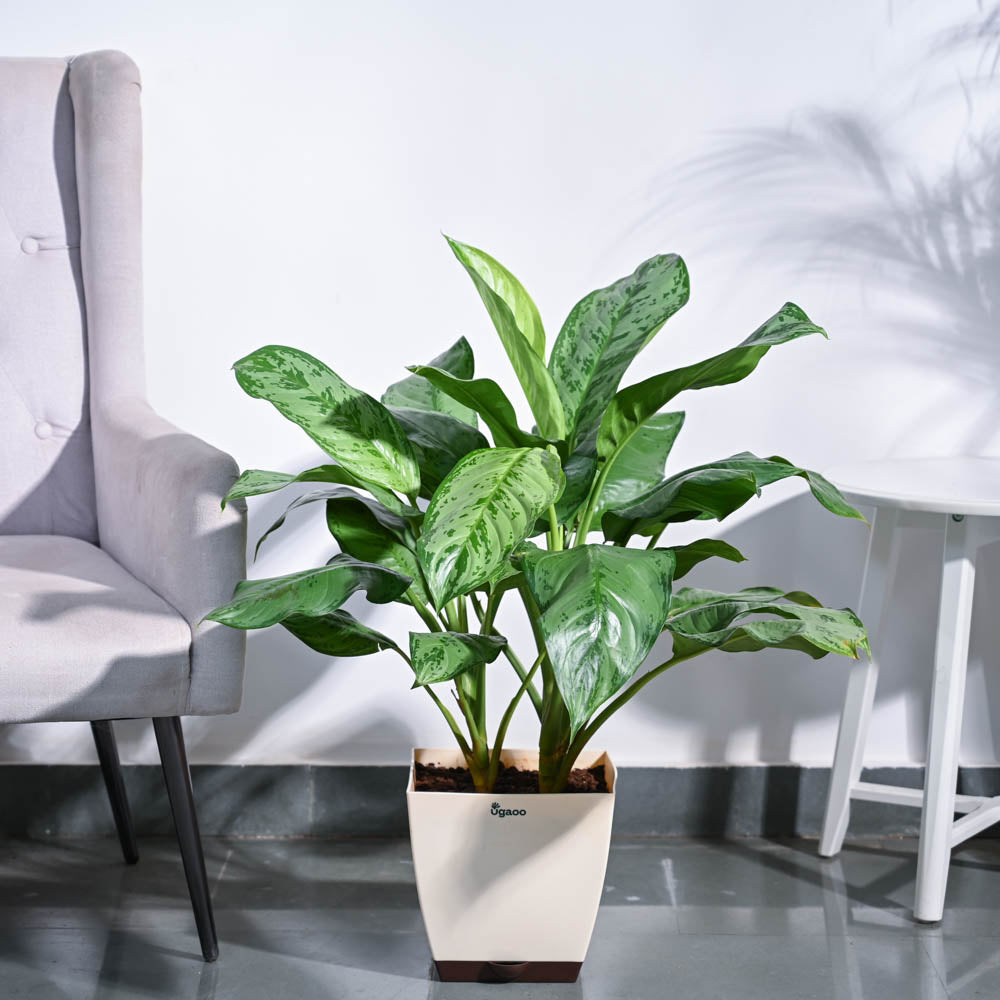 aglaonema white dove Aimage_0767c12f-5557-462b-b43a-de8e59c0139f.jpg?v=1729256539