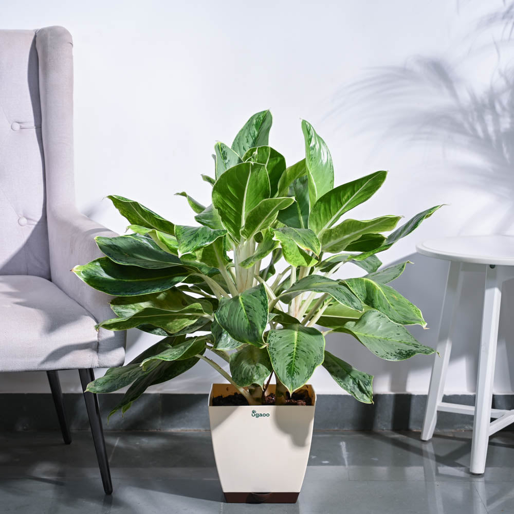 aglaonema ice Aimage_c7053566-638b-4c59-a5a4-60e31ed751cb.jpg?v=1729256530