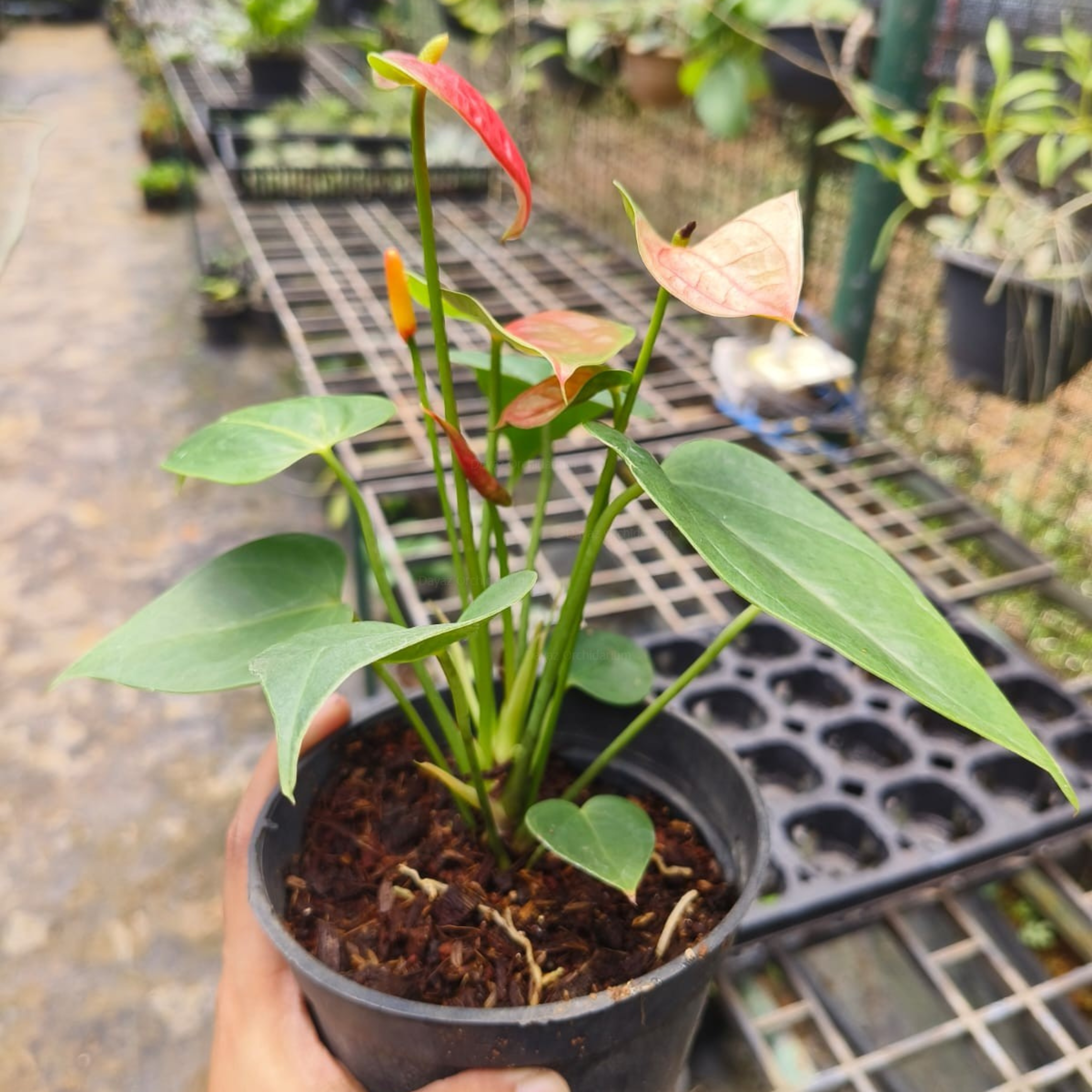 anthurium stilo DwarfAnthuriumStiloRedIndoor_OutdoorLivePlant-Seed2Plant-2.png?v=1747483209