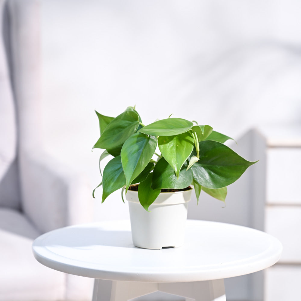 oxycardium philodendron Philodendron Oxycardium Green Plant with GroPot | Indoor