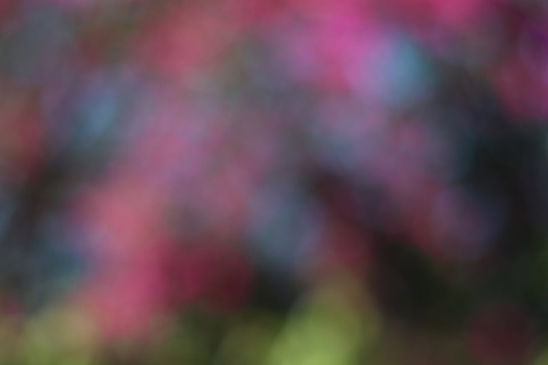 a blurry photo of a tree with pink flowers
