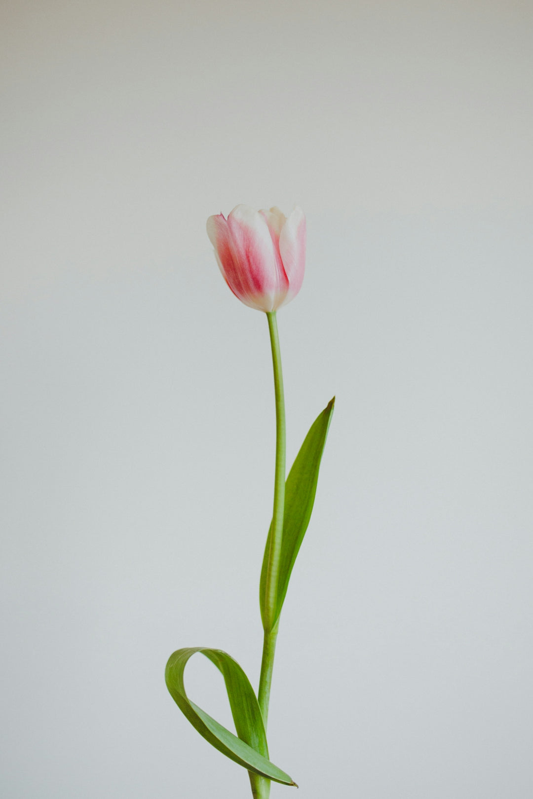 pink tulip in bloom close up photo