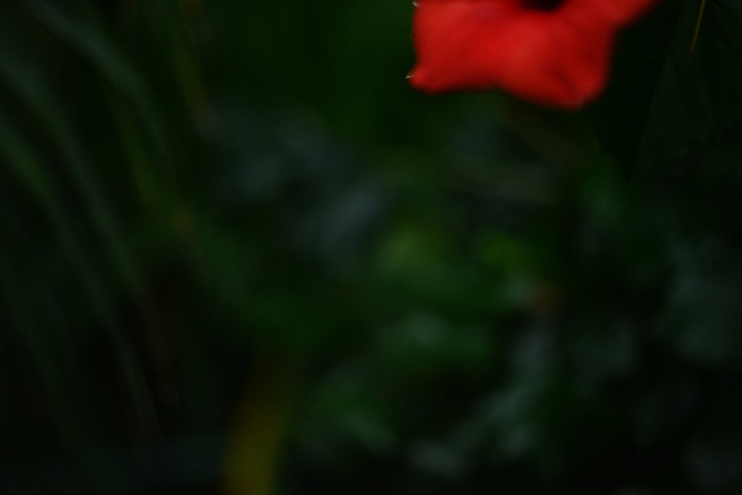 A red flower with green leaves in the background