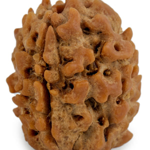 Studio Vaidik 3 mukhi Natural Rudraksha