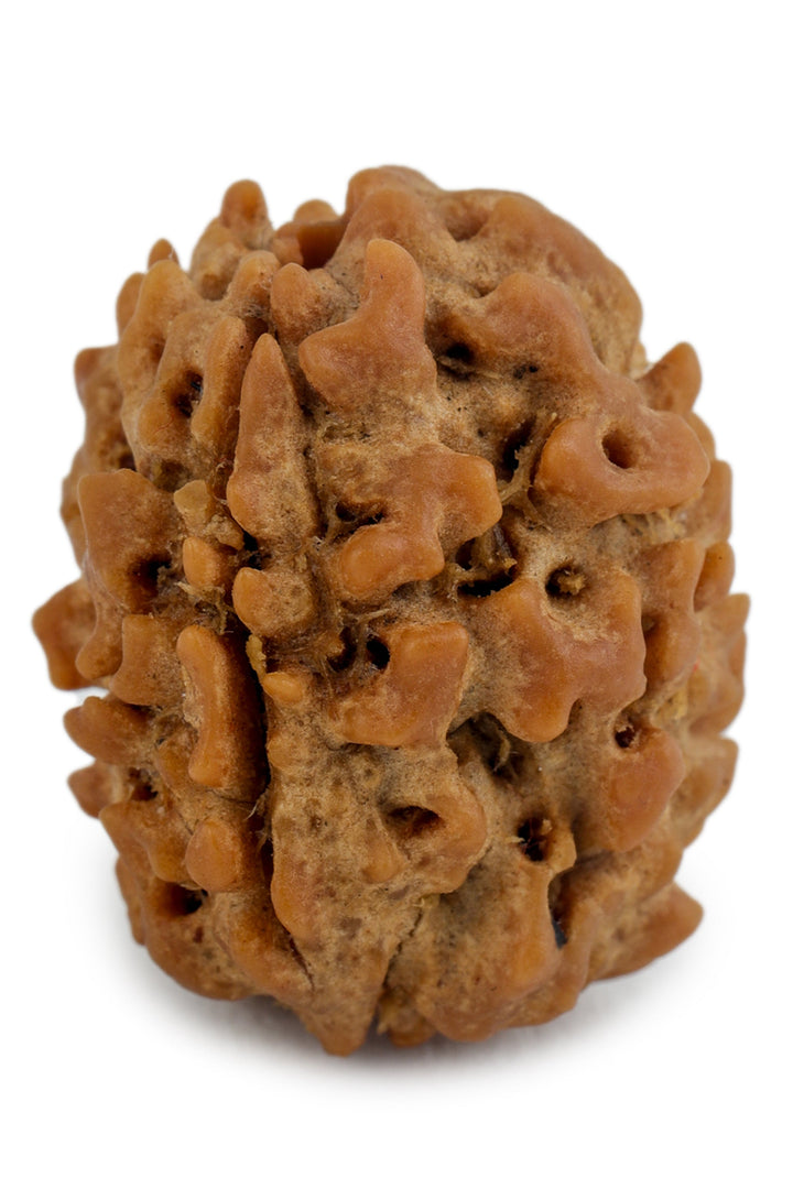 Studio Vaidik 3 mukhi Natural Rudraksha