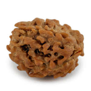Studio Vaidik 3 mukhi Natural Rudraksha