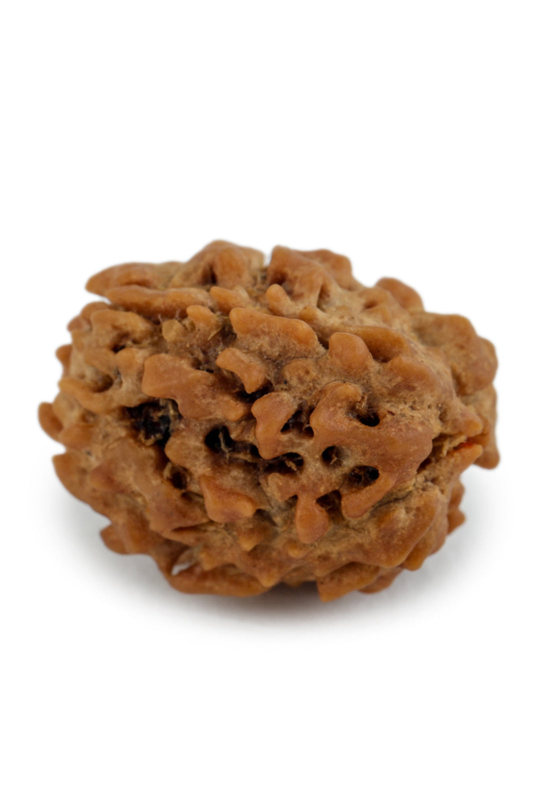 Studio Vaidik 3 mukhi Natural Rudraksha