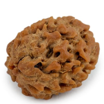 Studio Vaidik 3 mukhi Natural Rudraksha