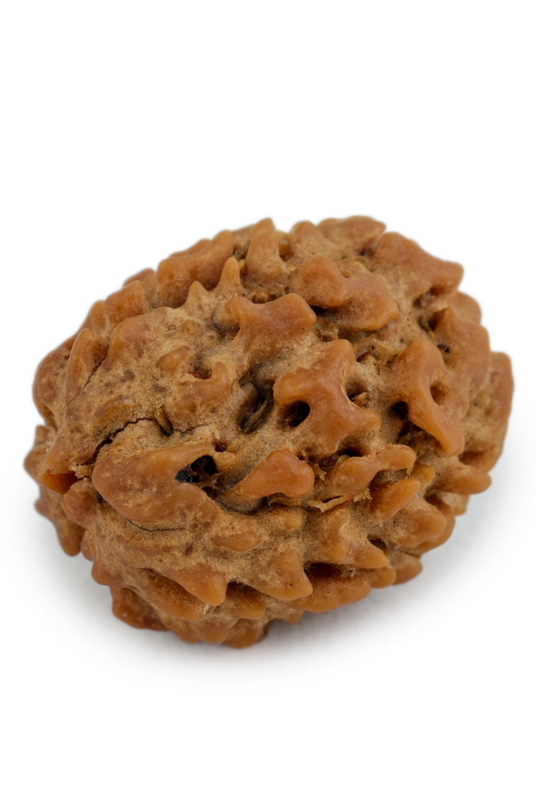 Studio Vaidik 3 mukhi Natural Rudraksha