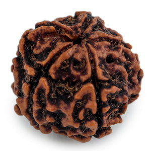 Studio Vaidik 5 mukhi Natural Rudraksha