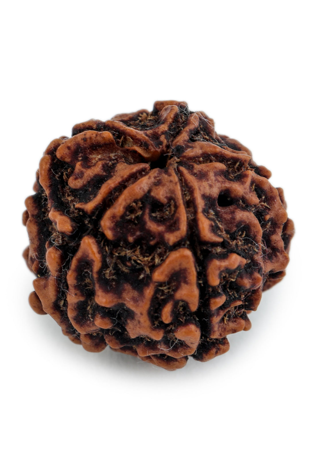 Studio Vaidik 5 mukhi Natural Rudraksha