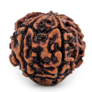 Studio Vaidik 5 mukhi Natural Rudraksha