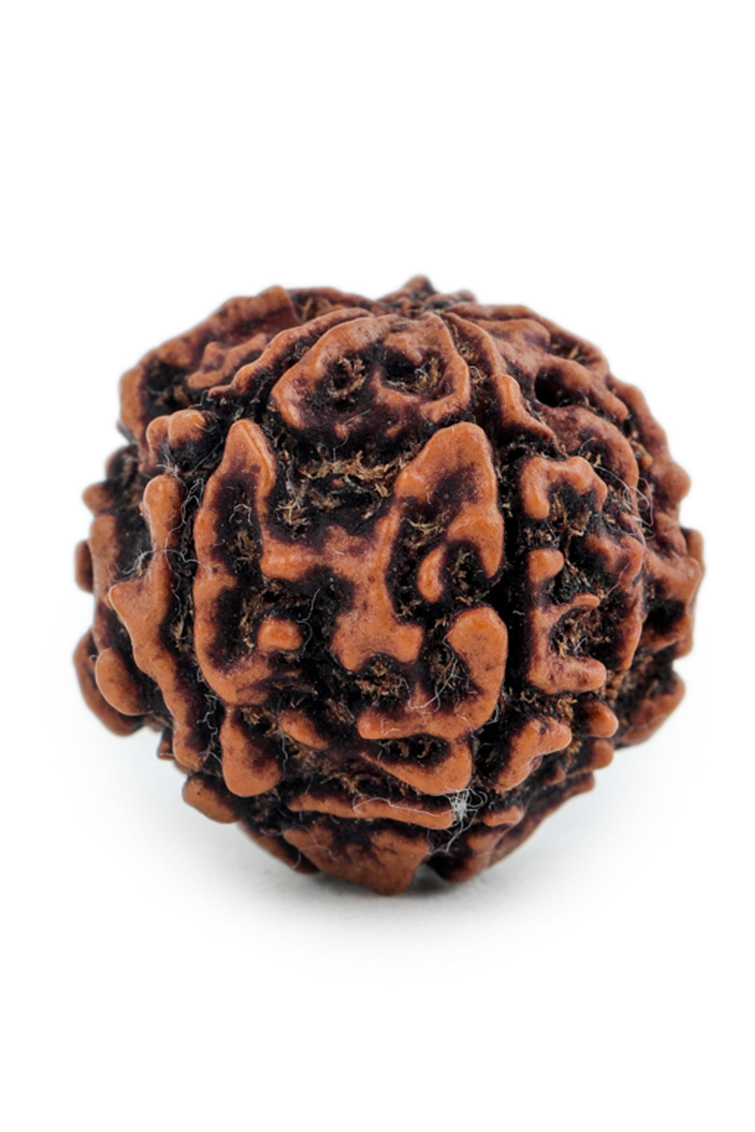 Studio Vaidik 5 mukhi Natural Rudraksha