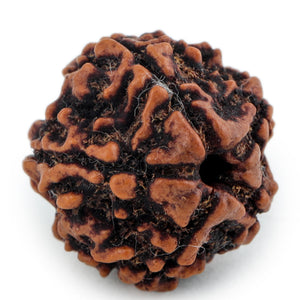 Studio Vaidik 5 mukhi Natural Rudraksha