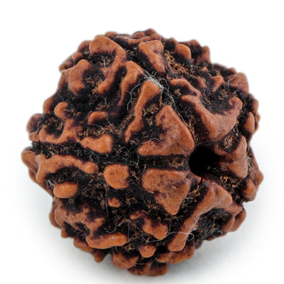 Studio Vaidik 5 mukhi Natural Rudraksha
