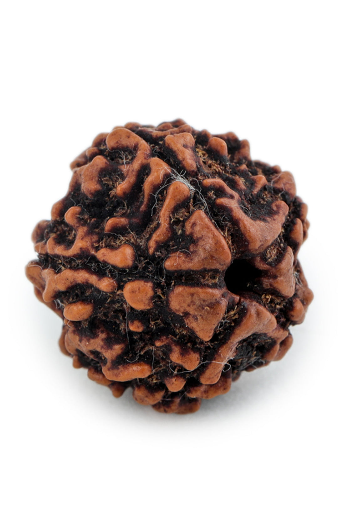 Studio Vaidik 5 mukhi Natural Rudraksha