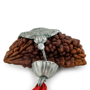 Studio Vaidik 1 mukhi Natural Rudraksha with silver cap