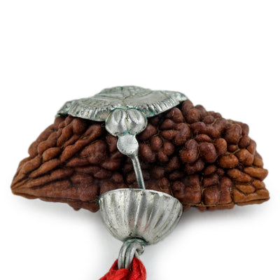 Studio Vaidik 1 mukhi Natural Rudraksha with silver cap