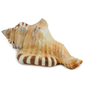 Studio Vaidik Ganesh Shankh