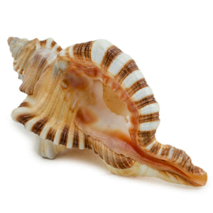 Studio Vaidik Ganesh Shankh