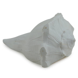 Studio Vaidik Dakshinavarti Shankh