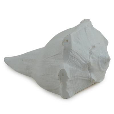 Studio Vaidik Dakshinavarti Shankh