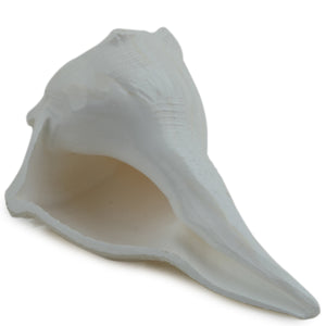 Studio Vaidik Dakshinavarti Shankh