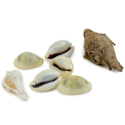 Peetambar Cowrie Shells (set of 5)