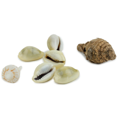 Peetambar Cowrie Shells (set of 5)