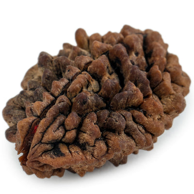 Studio Vaidik 2 mukhi Natural Rudraksha