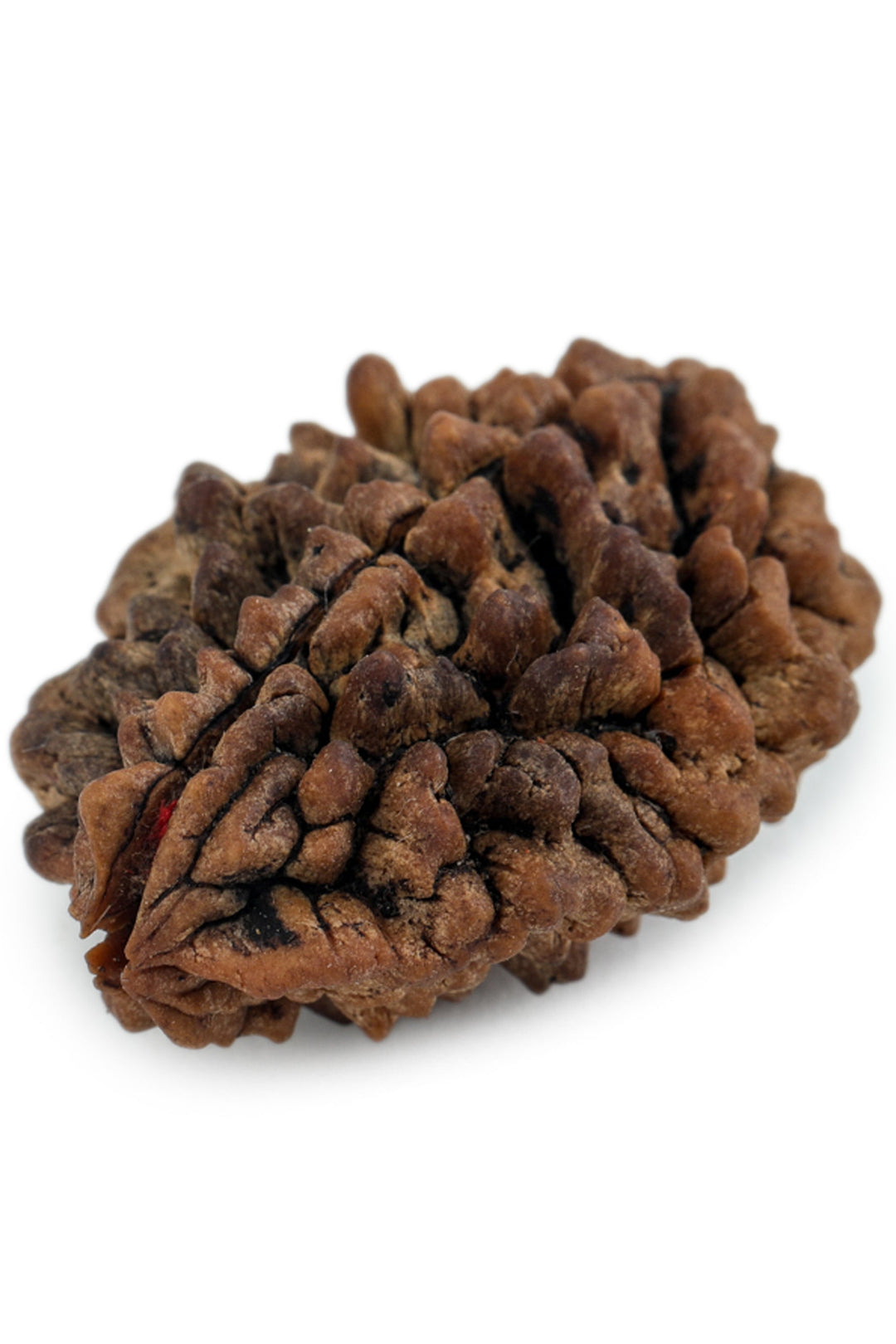 Studio Vaidik 2 mukhi Natural Rudraksha