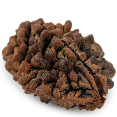 Studio Vaidik 2 mukhi Natural Rudraksha