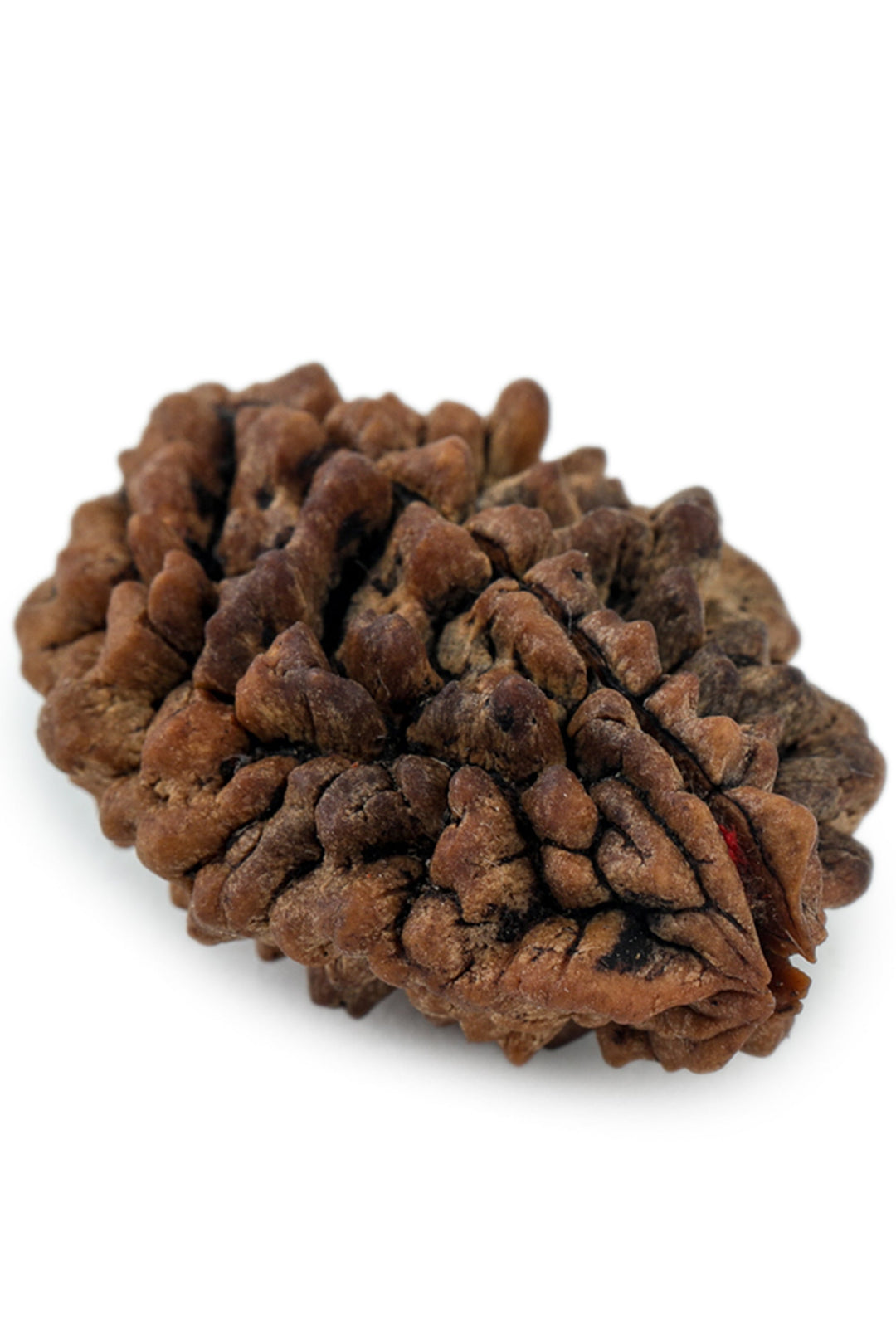 Studio Vaidik 2 mukhi Natural Rudraksha