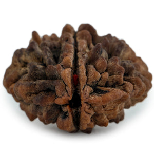Studio Vaidik 2 mukhi Natural Rudraksha