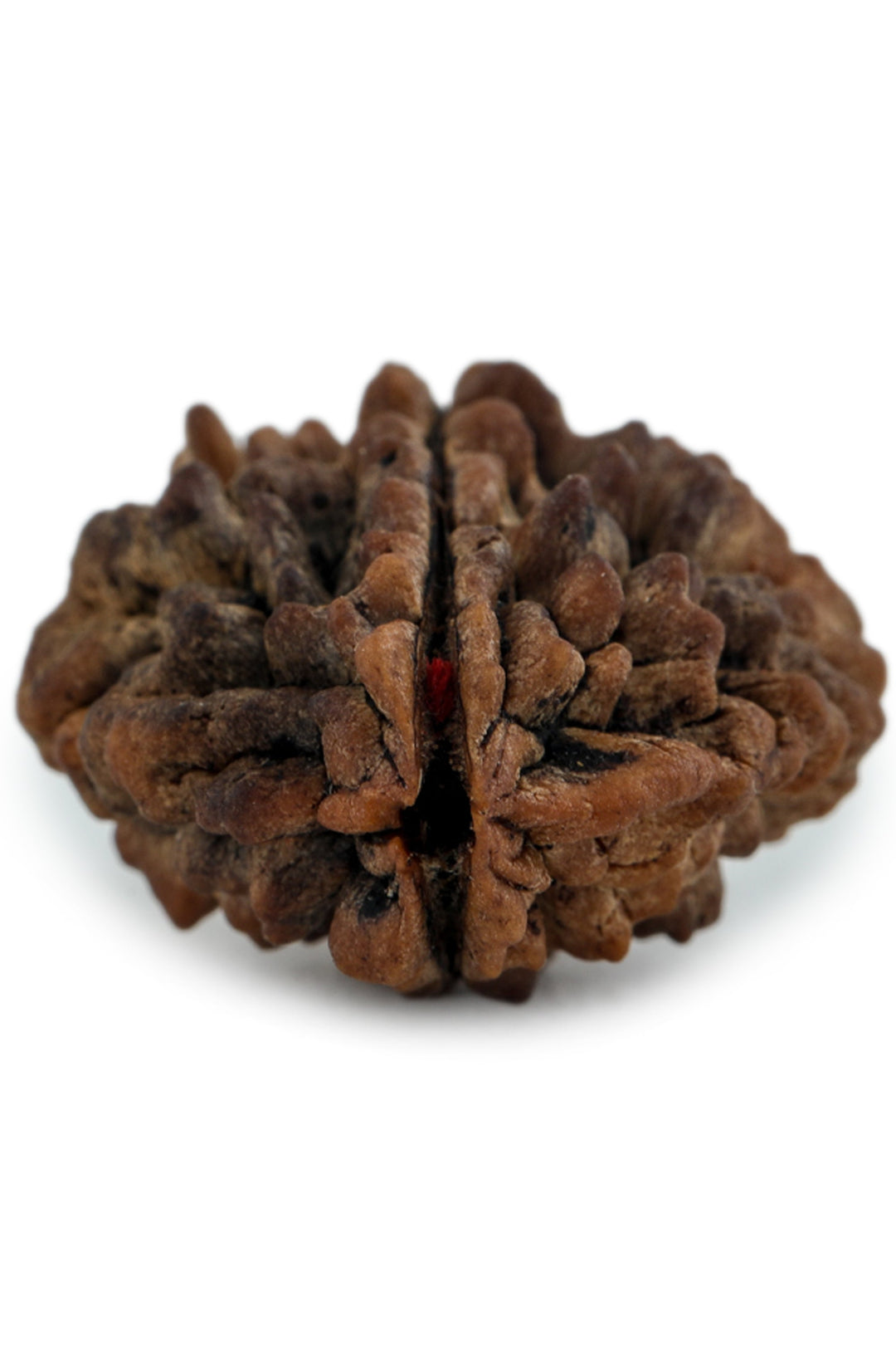 Studio Vaidik 2 mukhi Natural Rudraksha