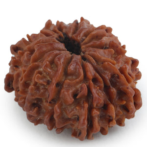 Studio Vaidik 14 mukhi Natural Rudraksha