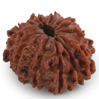 Studio Vaidik 14 mukhi Natural Rudraksha