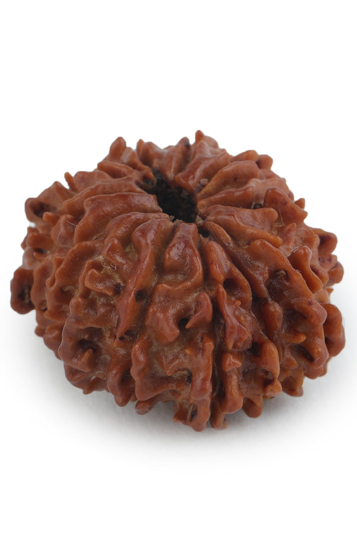 Studio Vaidik 14 mukhi Natural Rudraksha