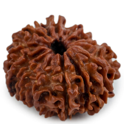 Studio Vaidik 14 mukhi Natural Rudraksha