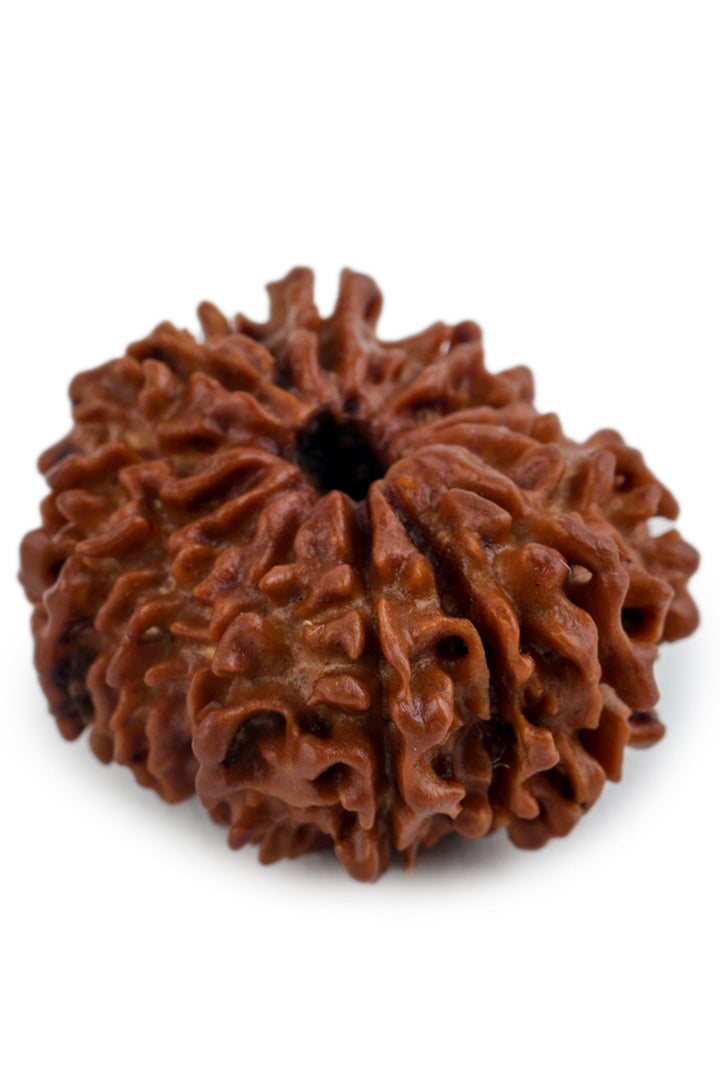 Studio Vaidik 14 mukhi Natural Rudraksha