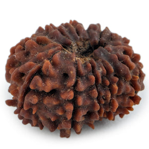 Studio Vaidik 8 mukhi Natural Rudraksha