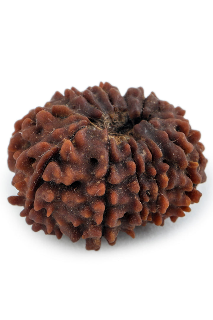 Studio Vaidik 8 mukhi Natural Rudraksha