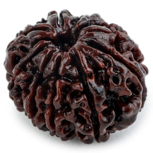 Studio Vaidik 10 mukhi Natural Rudraksha