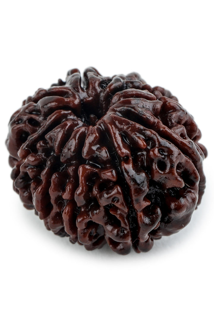 Studio Vaidik 10 mukhi Natural Rudraksha