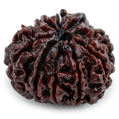 Studio Vaidik 10 mukhi Natural Rudraksha