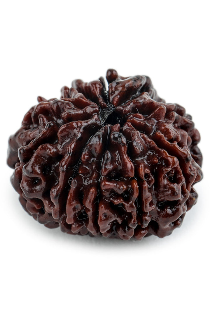 Studio Vaidik 10 mukhi Natural Rudraksha