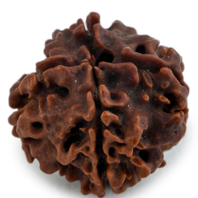 Studio Vaidik 4 mukhi Natural Rudraksha